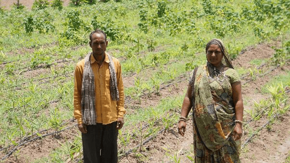 Drip Irrigation    