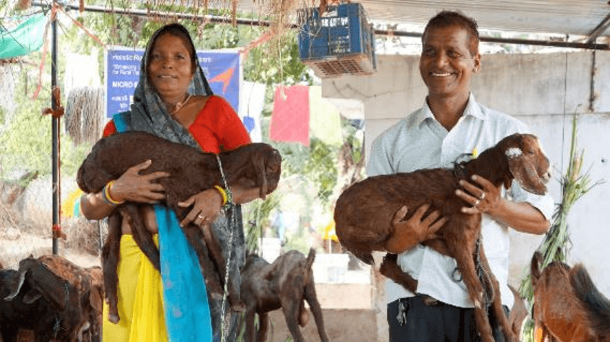 Goat Rearing 