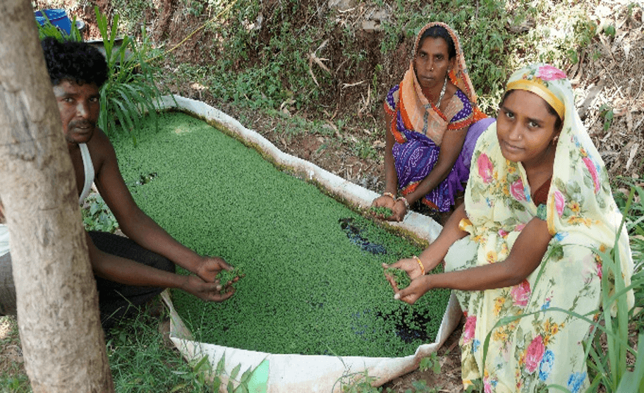 High Value Agriculture, Nursery, Azola and Vermi