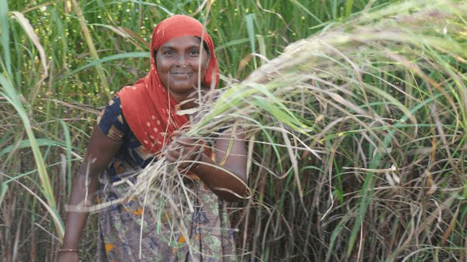 Group Lift irrigation & Fodder Development